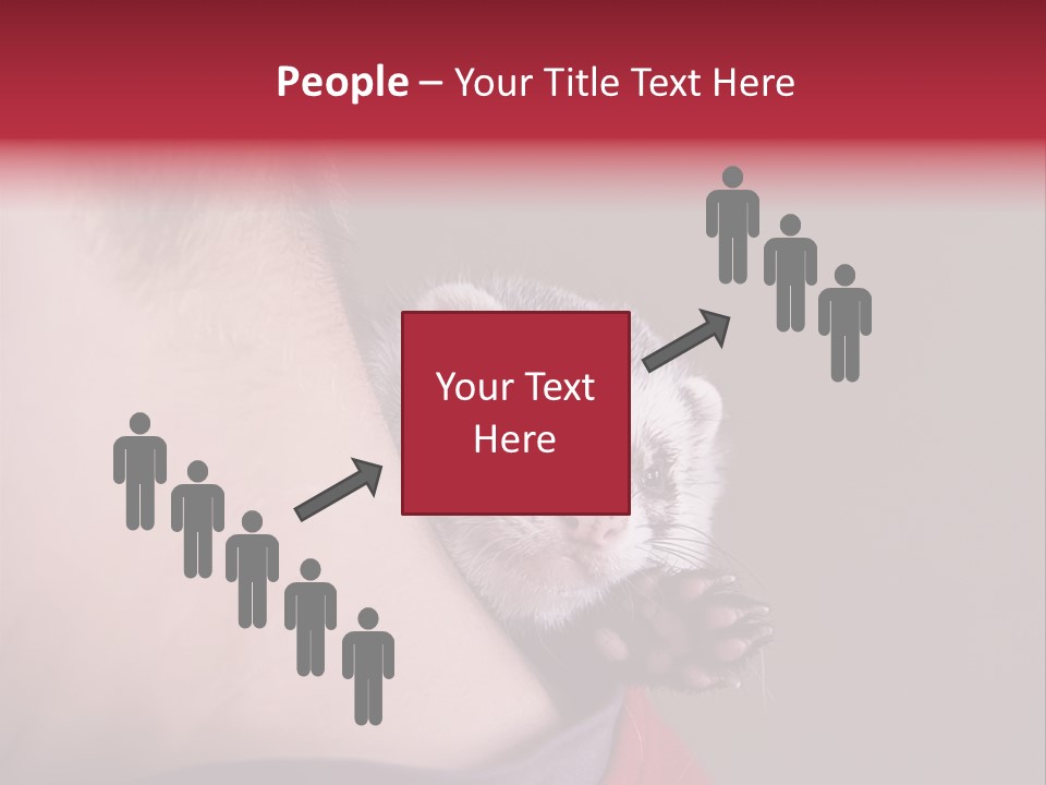 A Ferret Is Being Held By A Man PowerPoint Template