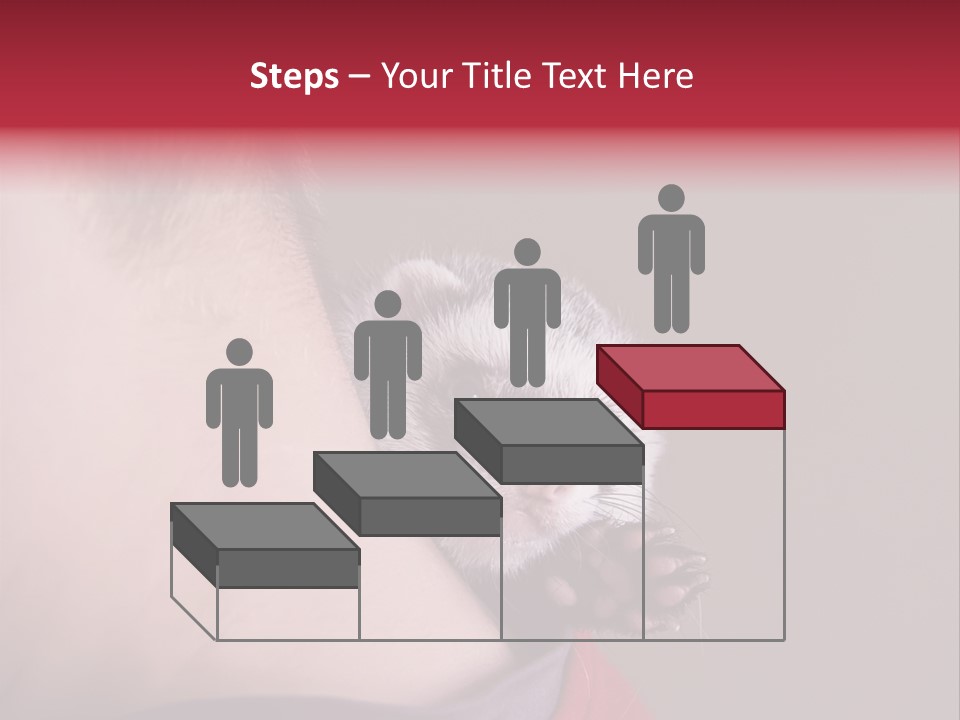 A Ferret Is Being Held By A Man PowerPoint Template