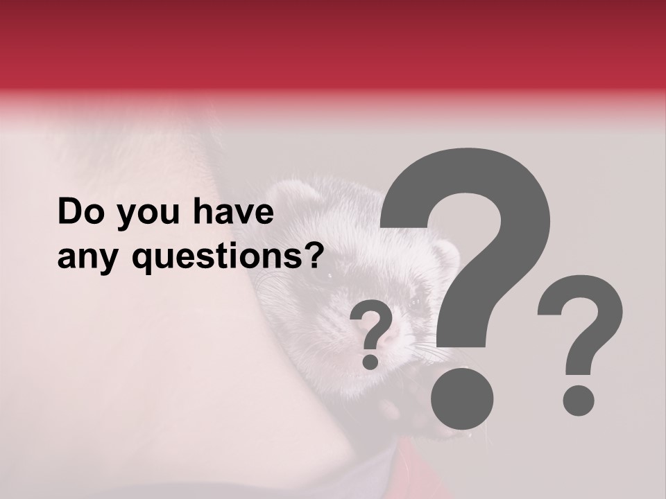 A Ferret Is Being Held By A Man PowerPoint Template