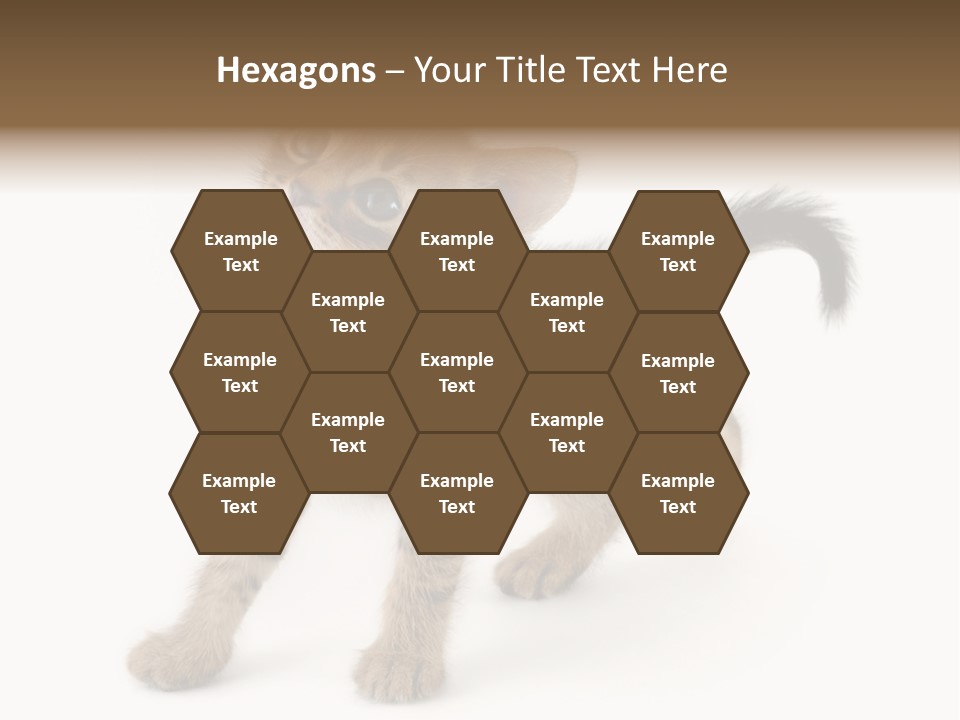 A Small Kitten Standing On Its Hind Legs PowerPoint Template