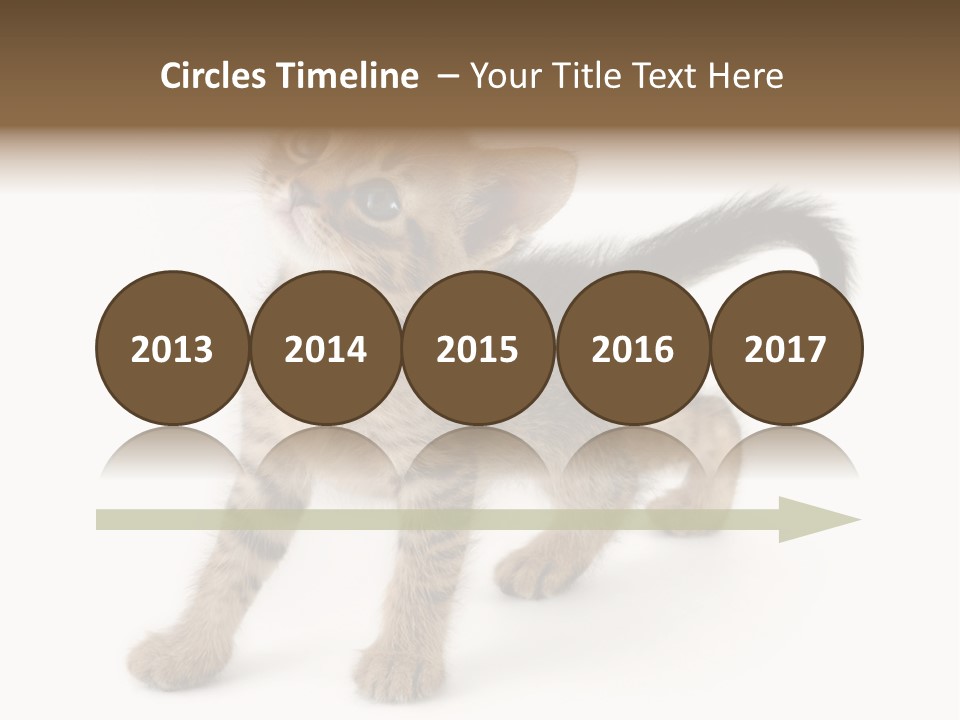 A Small Kitten Standing On Its Hind Legs PowerPoint Template