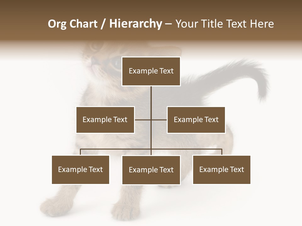 A Small Kitten Standing On Its Hind Legs PowerPoint Template