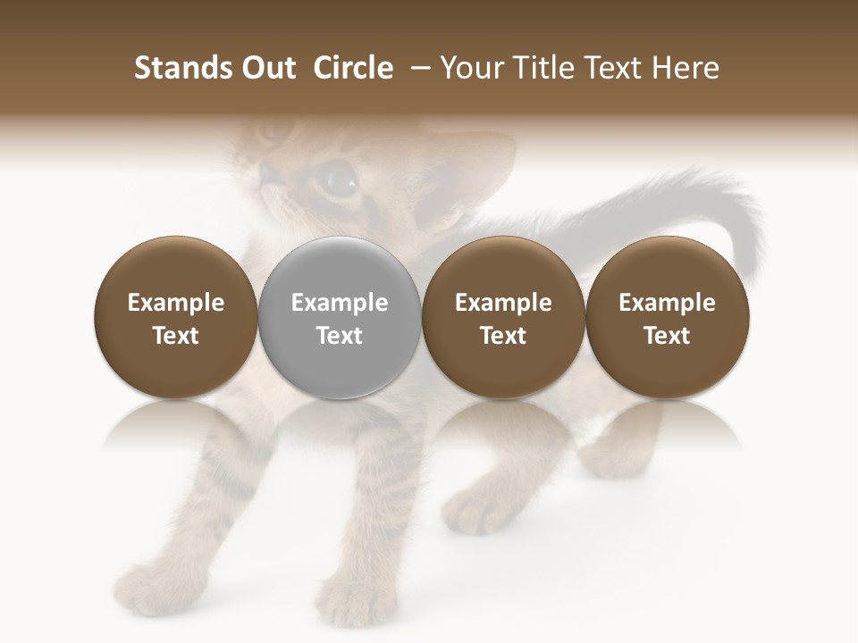 A Small Kitten Standing On Its Hind Legs PowerPoint Template