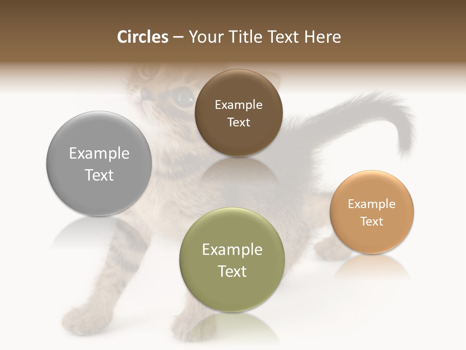 A Small Kitten Standing On Its Hind Legs PowerPoint Template