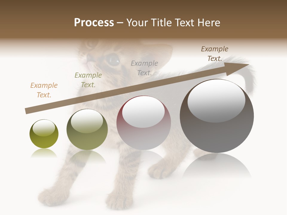 A Small Kitten Standing On Its Hind Legs PowerPoint Template