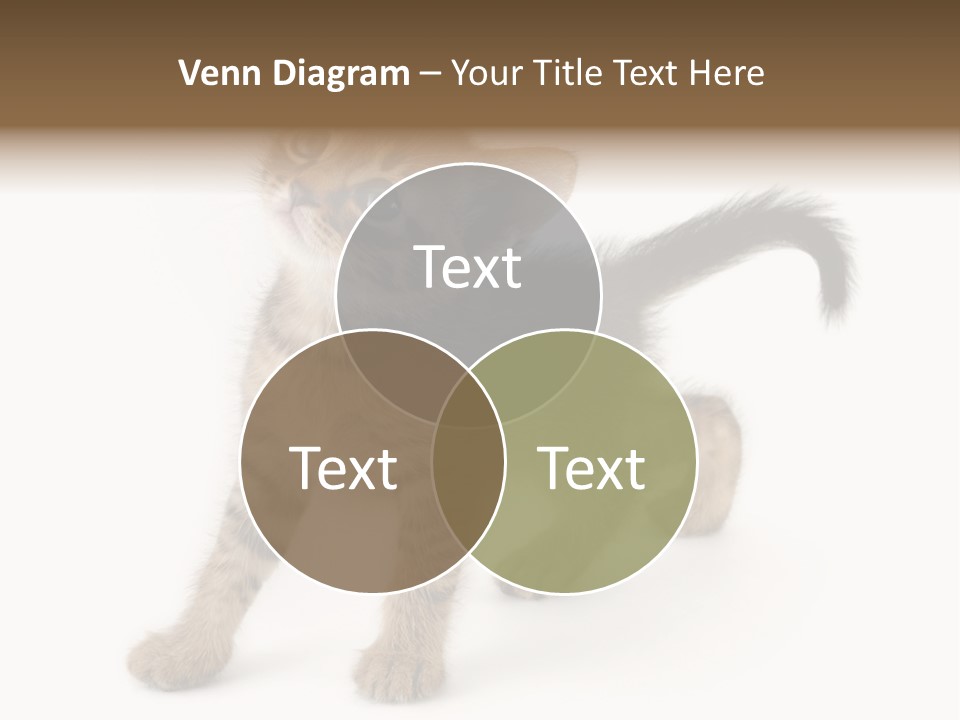 A Small Kitten Standing On Its Hind Legs PowerPoint Template