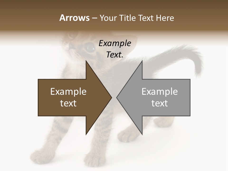 A Small Kitten Standing On Its Hind Legs PowerPoint Template