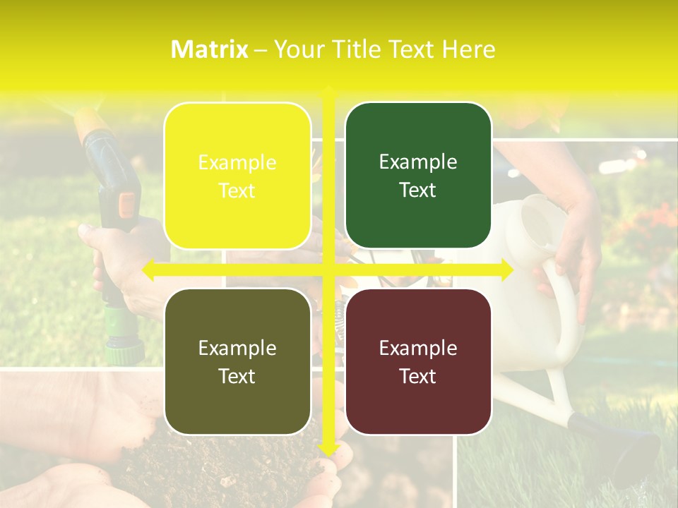 Land Flower Aster PowerPoint Template