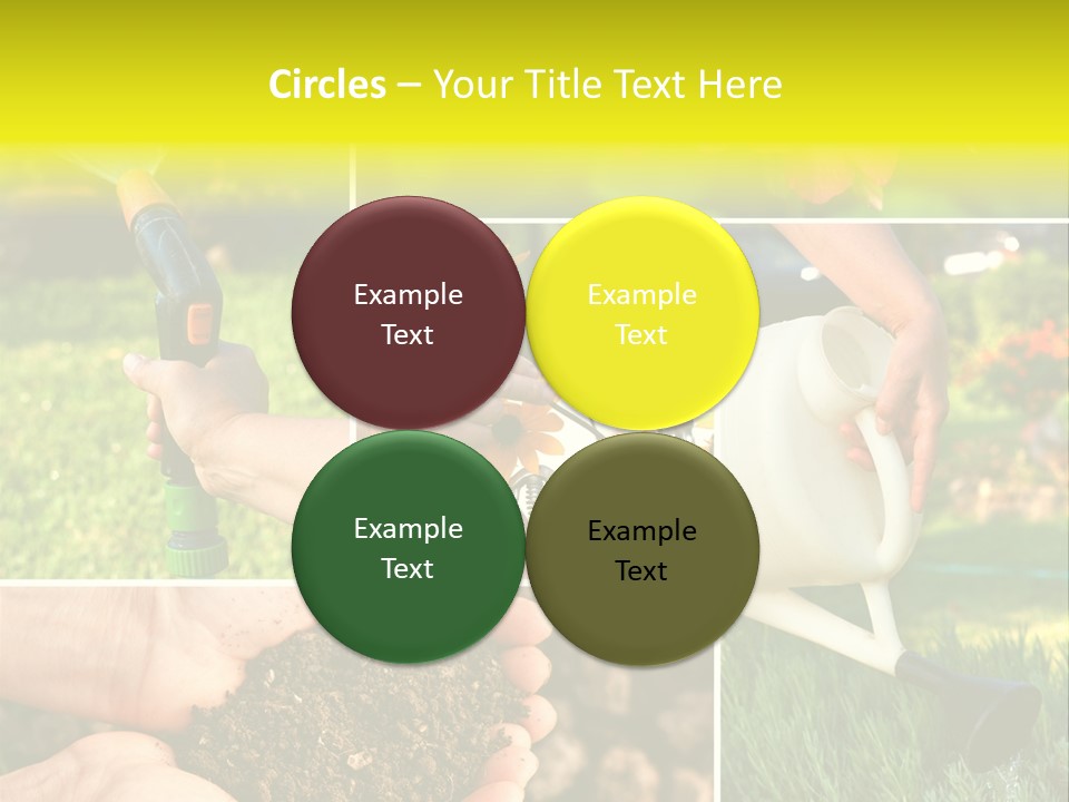 Land Flower Aster PowerPoint Template