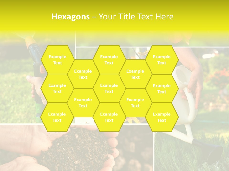 Land Flower Aster PowerPoint Template