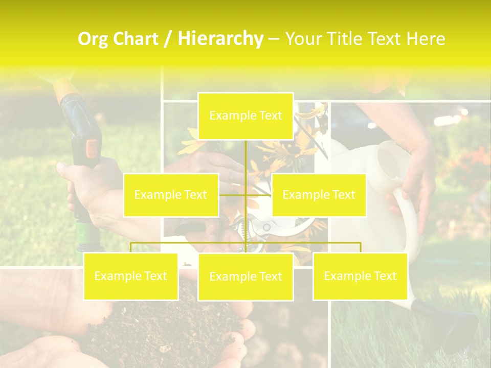 Land Flower Aster PowerPoint Template