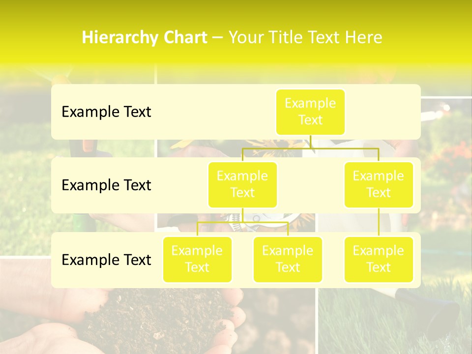 Land Flower Aster PowerPoint Template