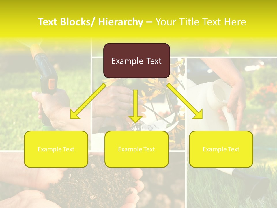 Land Flower Aster PowerPoint Template