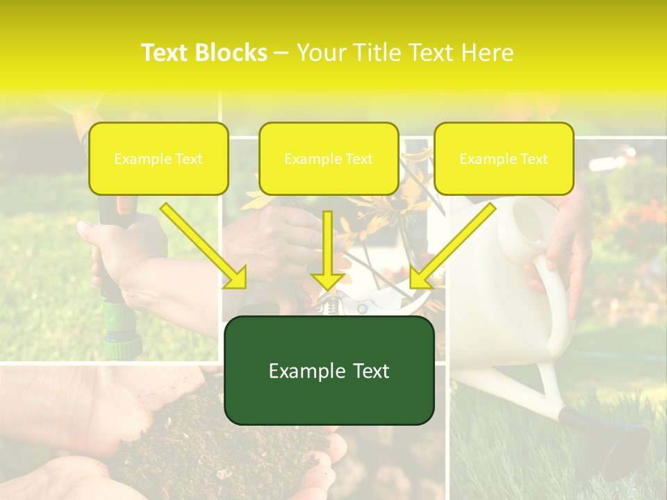 Land Flower Aster PowerPoint Template