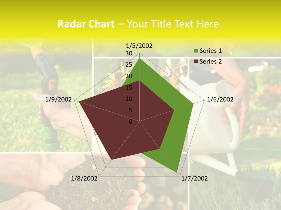 Land Flower Aster PowerPoint Template