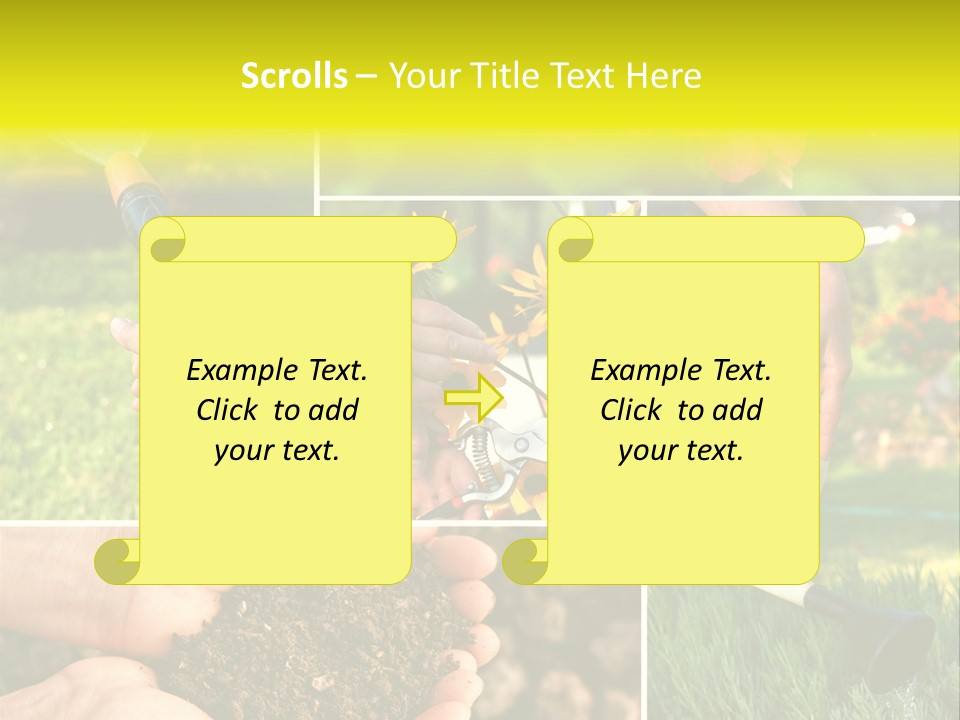 Land Flower Aster PowerPoint Template