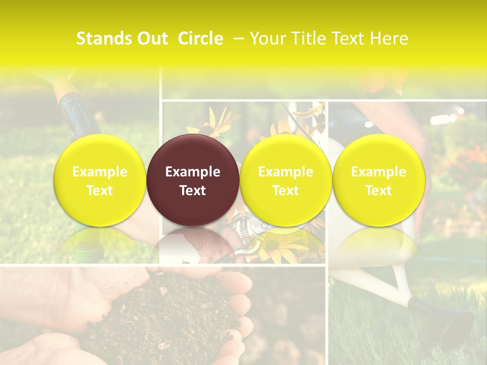 Land Flower Aster PowerPoint Template