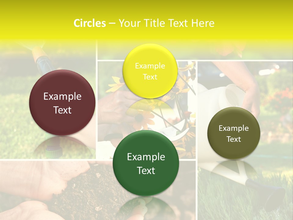 Land Flower Aster PowerPoint Template