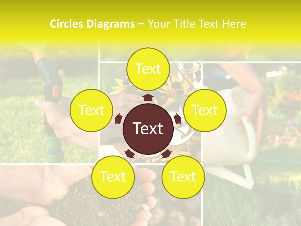 Land Flower Aster PowerPoint Template