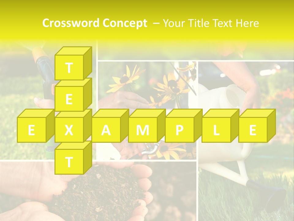 Land Flower Aster PowerPoint Template