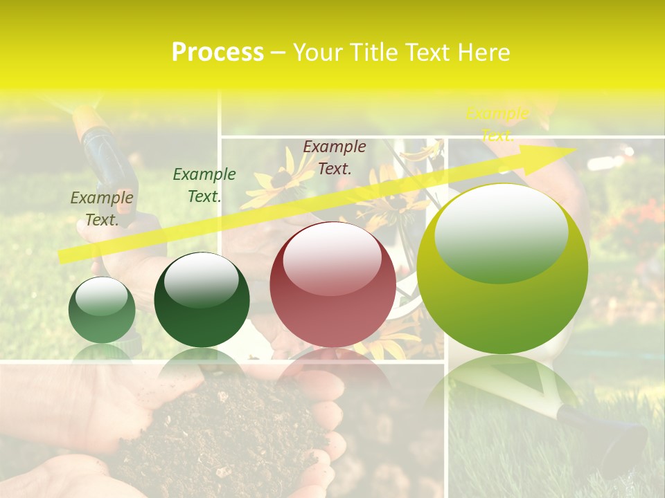 Land Flower Aster PowerPoint Template