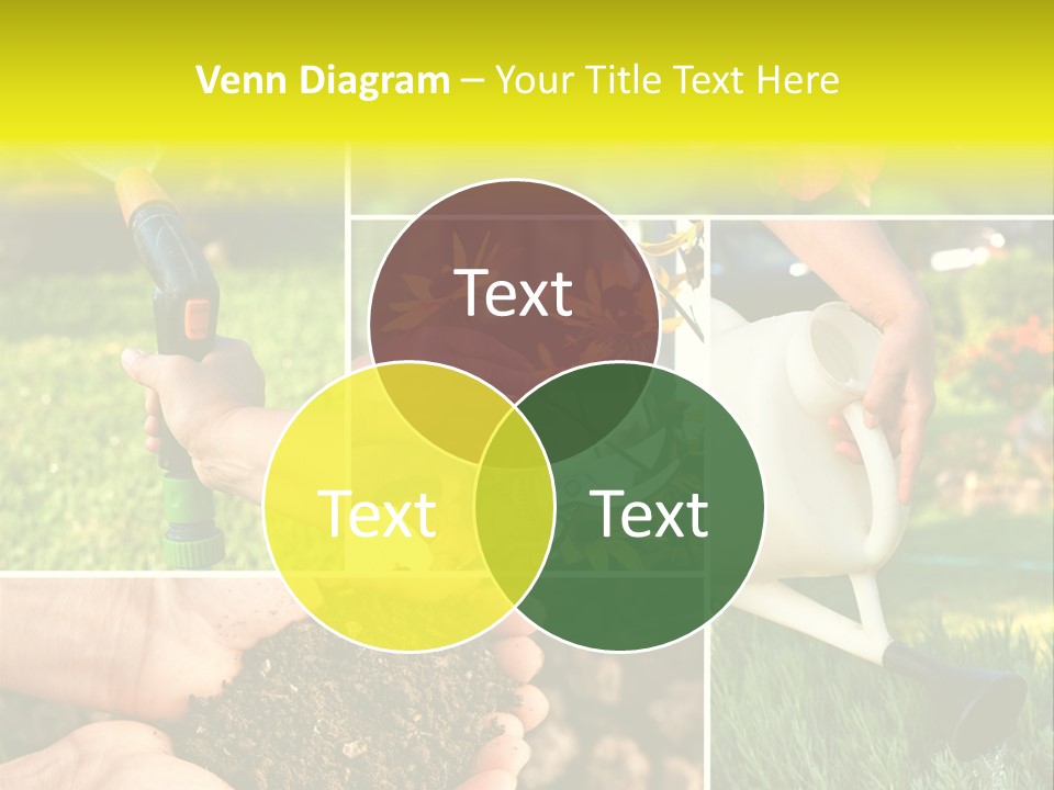 Land Flower Aster PowerPoint Template