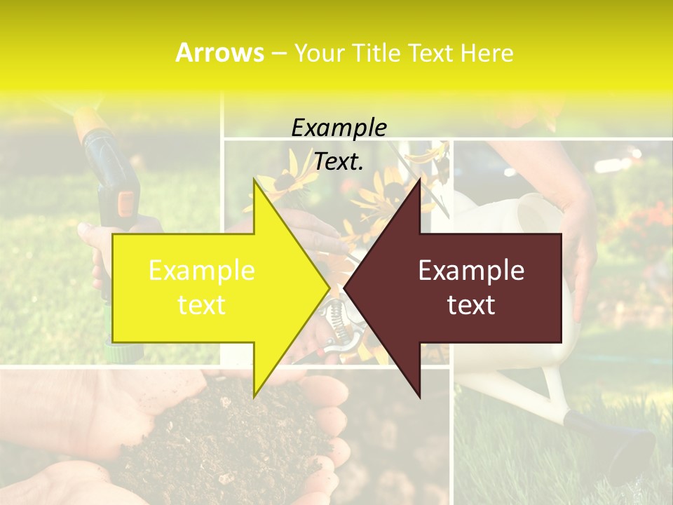 Land Flower Aster PowerPoint Template