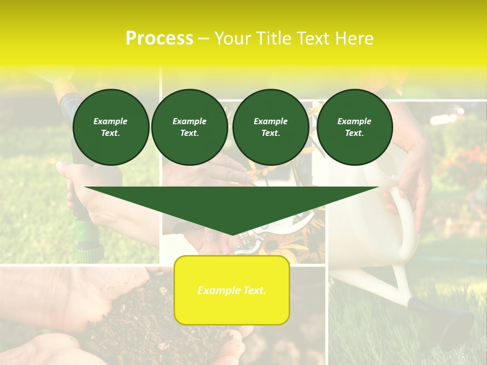 Land Flower Aster PowerPoint Template