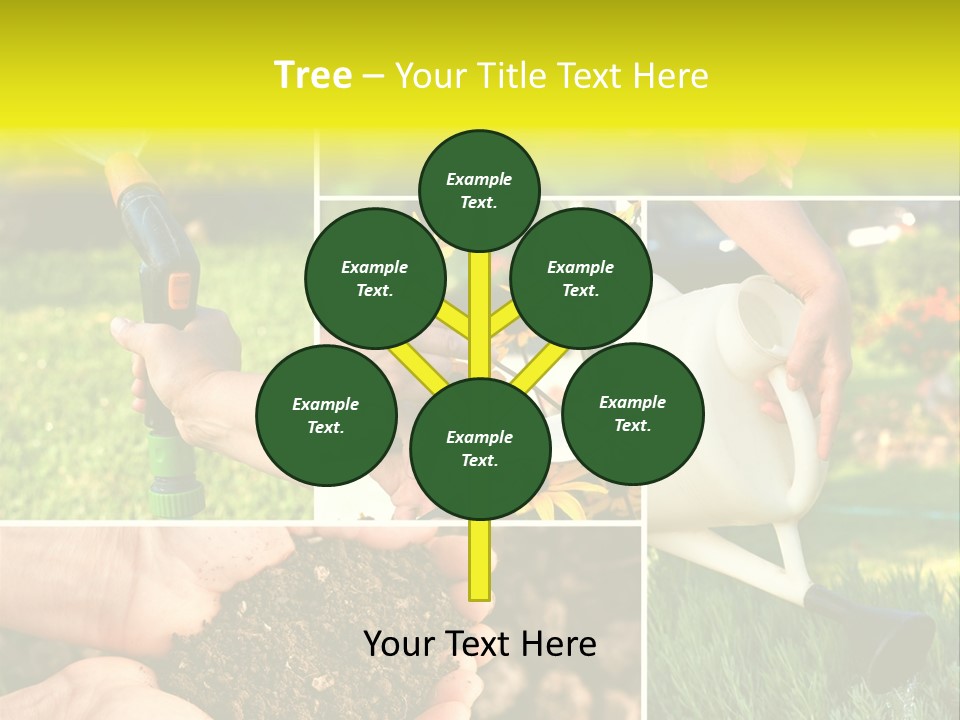 Land Flower Aster PowerPoint Template