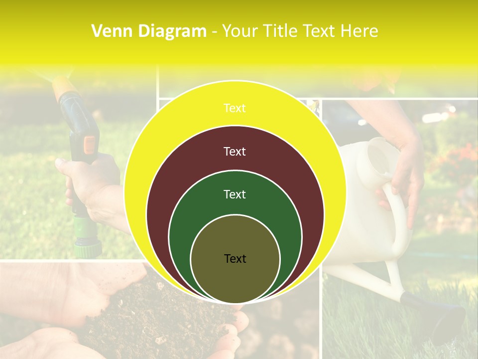 Land Flower Aster PowerPoint Template