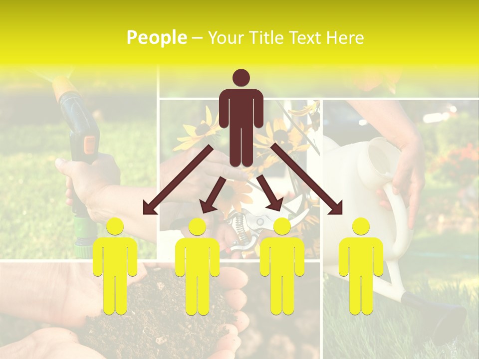 Land Flower Aster PowerPoint Template