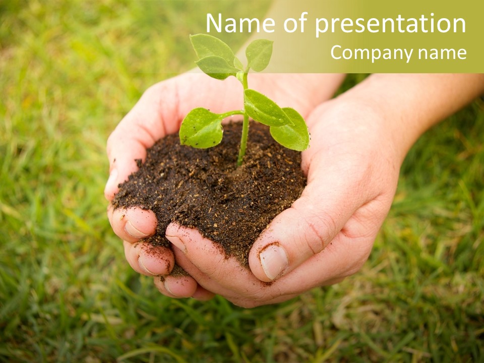 Seed Herb Organic PowerPoint Template