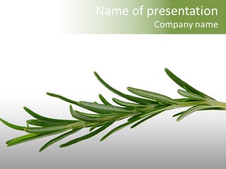A Branch Of Rosemary On A White Background PowerPoint Template