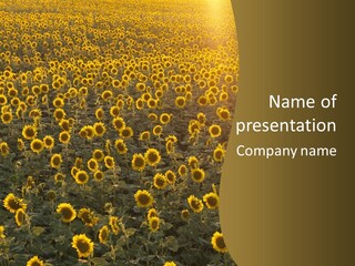 Agricultural Rural Sunshine PowerPoint Template