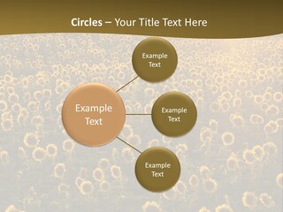 Agricultural Rural Sunshine PowerPoint Template