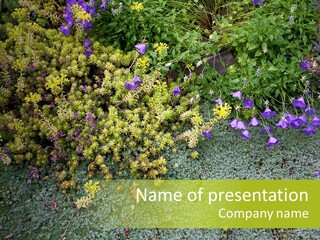 Plants Flower Together PowerPoint Template