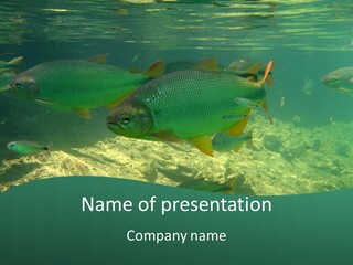 Outdoor Diving Wall Picture PowerPoint Template
