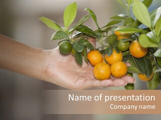 Tropical Sweet Ripe PowerPoint Template