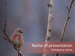 Branch Colorful Linnet PowerPoint Template