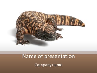 A Brown And Black Lizard On A White Background PowerPoint Template