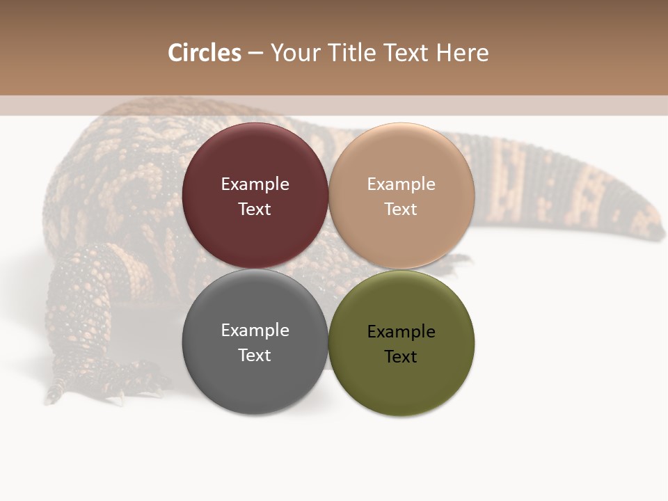 A Brown And Black Lizard On A White Background PowerPoint Template