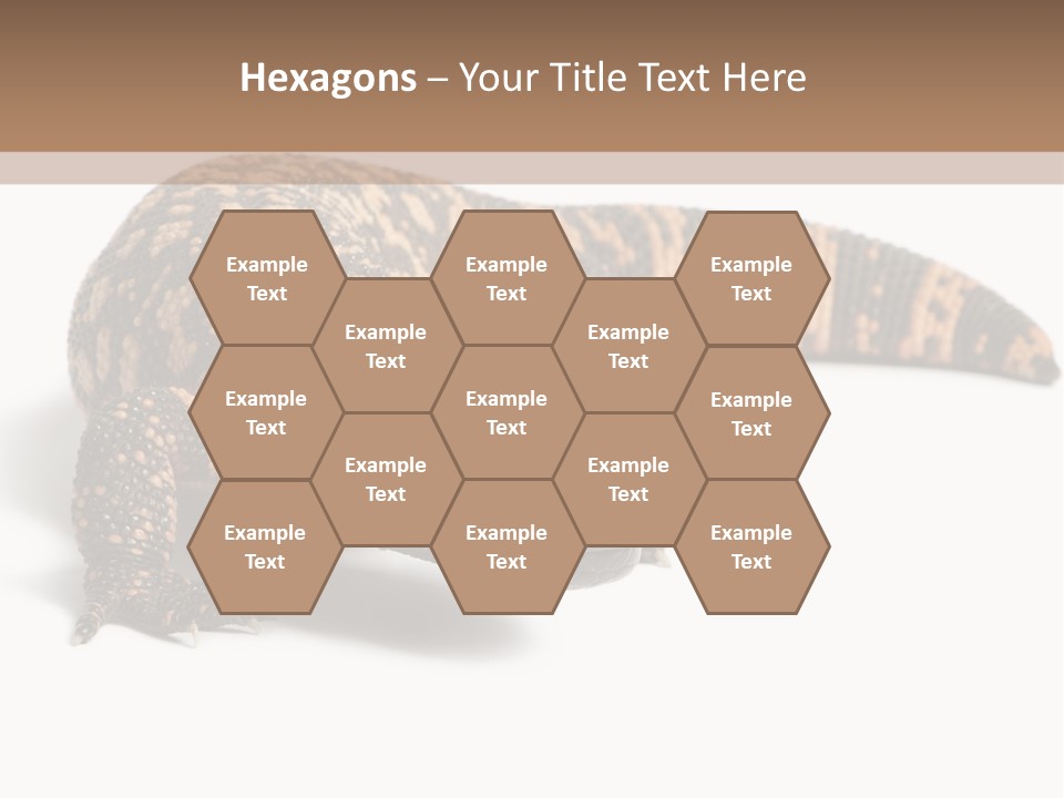 A Brown And Black Lizard On A White Background PowerPoint Template