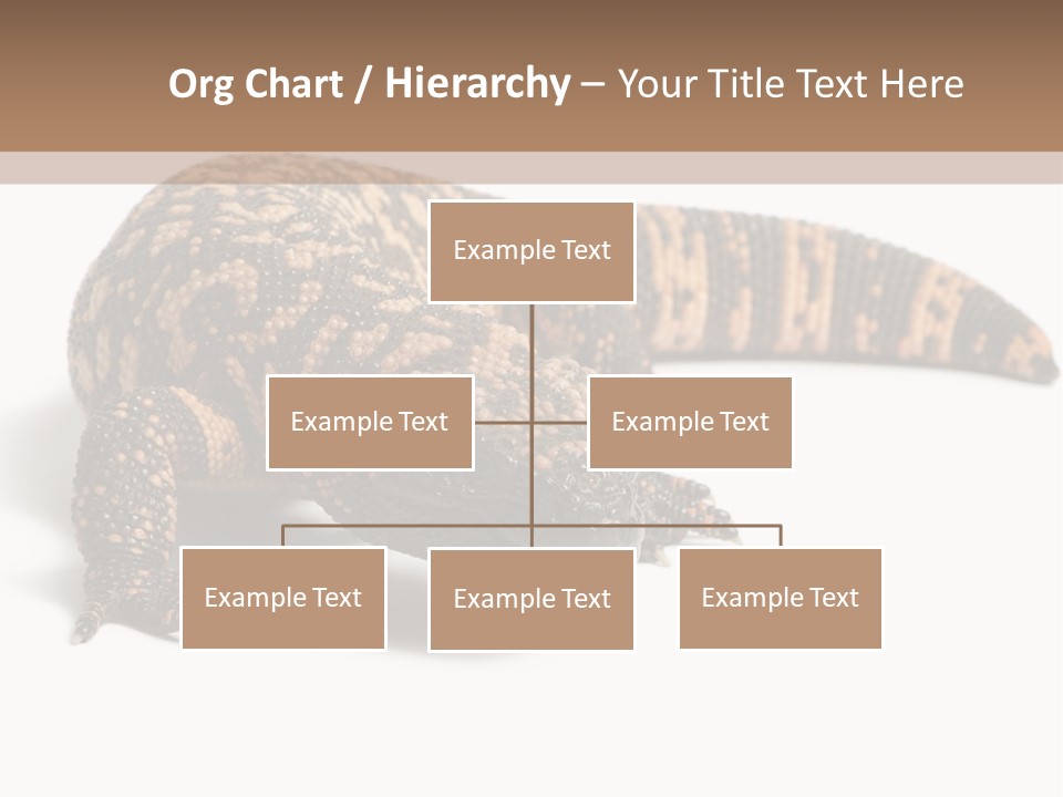 A Brown And Black Lizard On A White Background PowerPoint Template