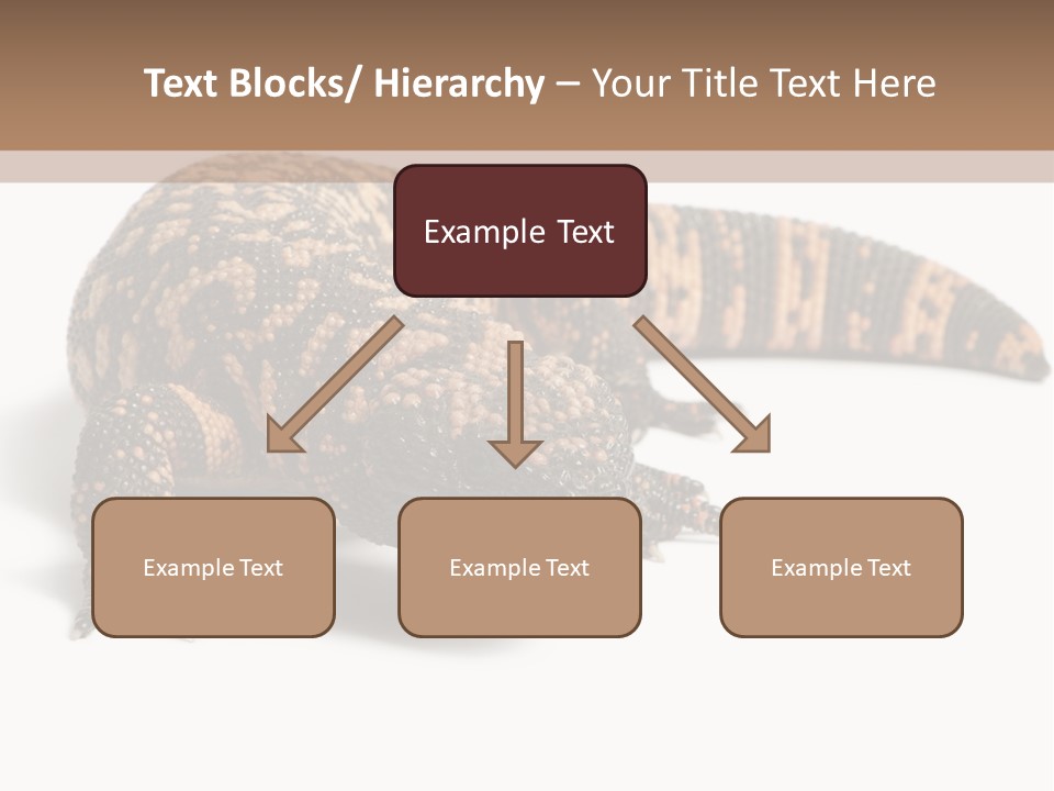 A Brown And Black Lizard On A White Background PowerPoint Template