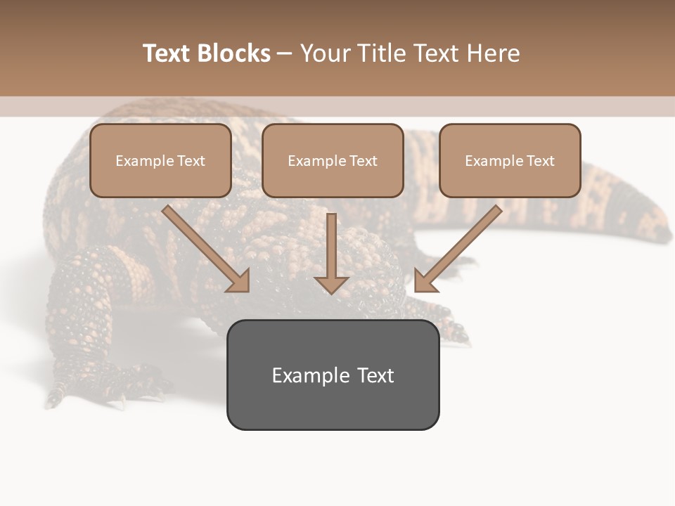 A Brown And Black Lizard On A White Background PowerPoint Template