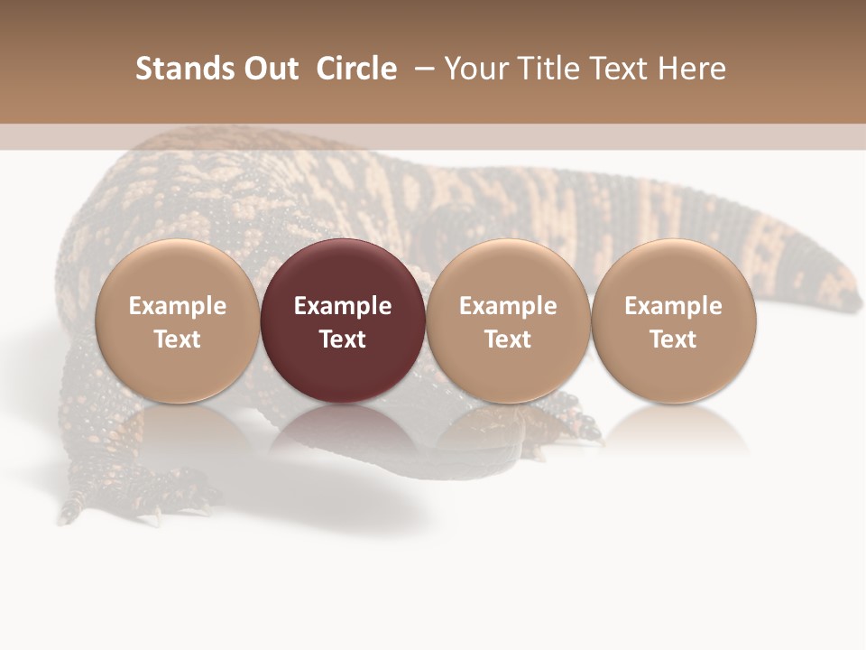 A Brown And Black Lizard On A White Background PowerPoint Template