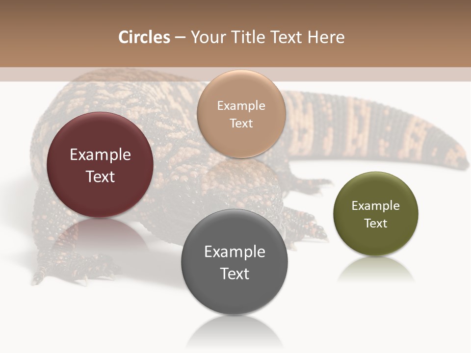 A Brown And Black Lizard On A White Background PowerPoint Template