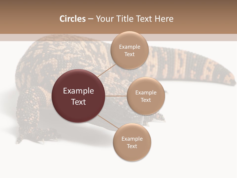 A Brown And Black Lizard On A White Background PowerPoint Template