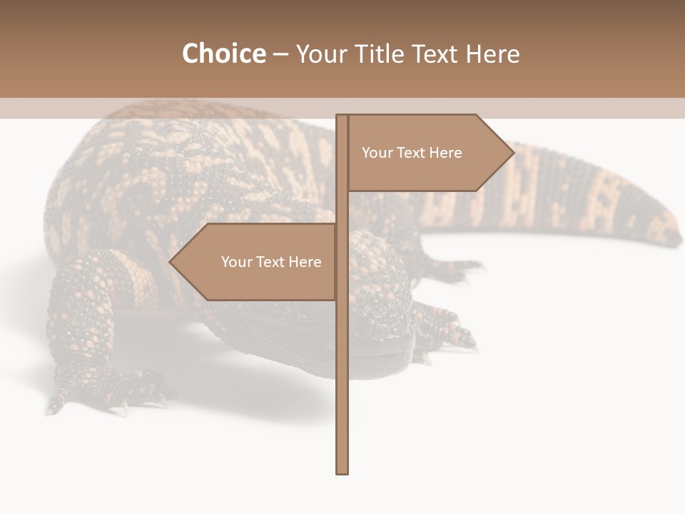 A Brown And Black Lizard On A White Background PowerPoint Template
