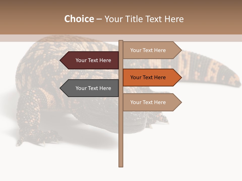 A Brown And Black Lizard On A White Background PowerPoint Template